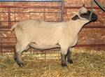 Coyote Acres Torry 472N